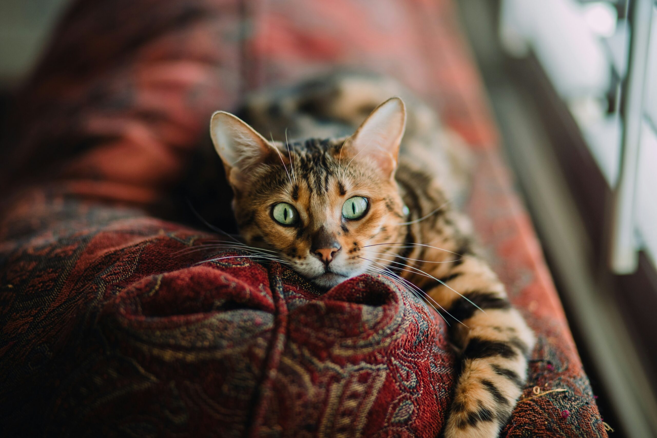 Understanding Your Cat’s Behavior: A Practical Guide for Compassionate Humans