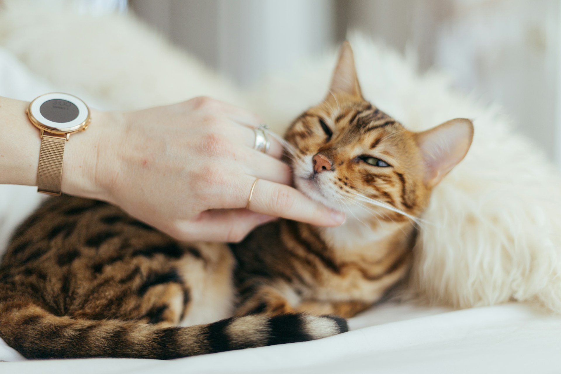 The First 48 Hours After Adoption: Setting the Right Tone