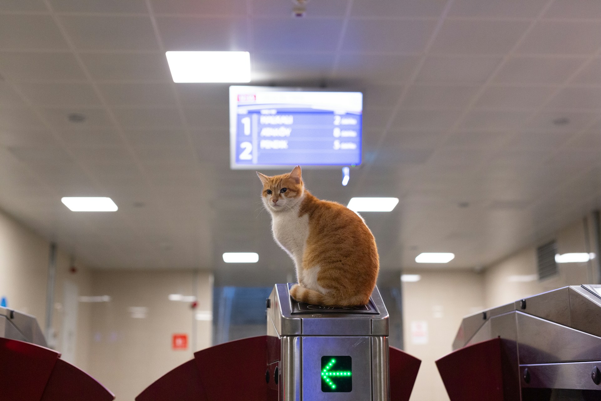The Winter Challenge: Helping Stray Cats Survive the Cold
